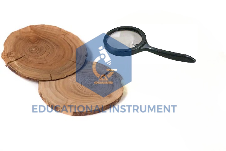 Annual Rings of a Tree (Small)